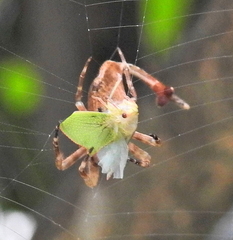 Arachnura scorpionoides
