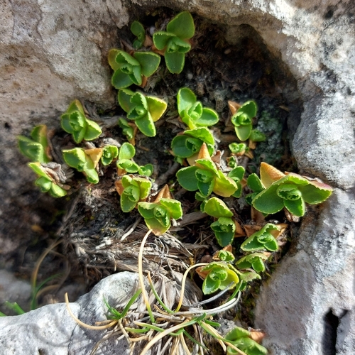 Primula tyrolensis, photograph 1