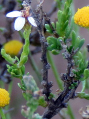 Phymaspermum