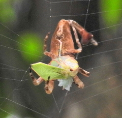 Arachnura scorpionoides
