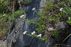 Chrysanthemum maximowiczii