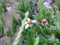 Phymaspermum