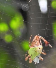 Arachnura scorpionoides