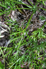 Chrysanthemum maximowiczii