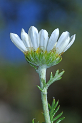 Chrysanthemum maximowiczii