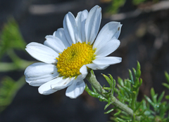 Chrysanthemum maximowiczii