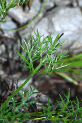 Chrysanthemum maximowiczii
