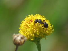 Meranoplus peringueyi