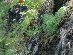 Chrysanthemum maximowiczii