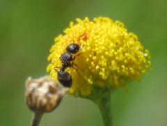 Meranoplus peringueyi