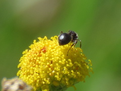 Meranoplus peringueyi