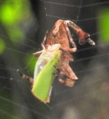 Arachnura scorpionoides