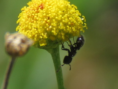 Meranoplus peringueyi