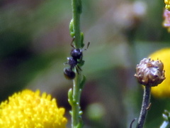 Meranoplus peringueyi