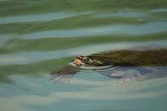 Northern Red-Faced Turtle photo 2