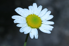 Chrysanthemum maximowiczii
