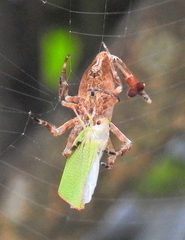 Arachnura scorpionoides