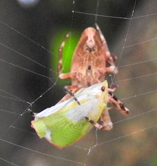 Arachnura scorpionoides