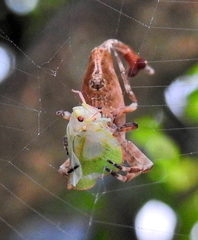 Arachnura scorpionoides