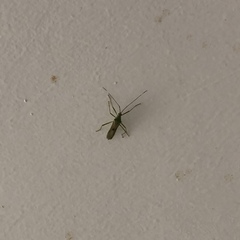 Homoeocerus angulatus