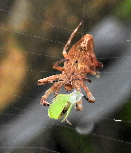 Scorpion-tail Spider