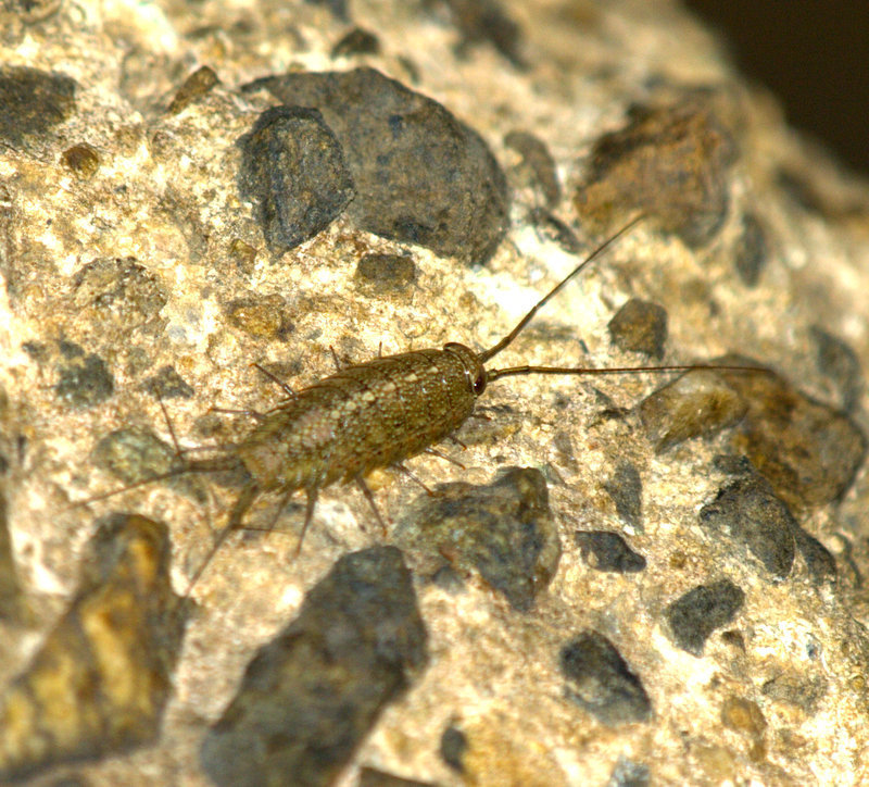 Ligia ryukyuensis