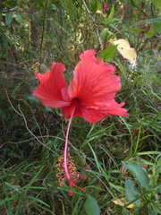 Hibiscus × archeri