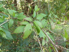 Hibiscus × archeri