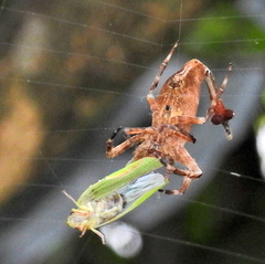 Arachnura scorpionoides