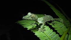 Uroplatus