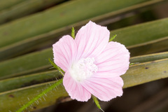 Malva cretica