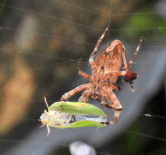 Arachnura scorpionoides
