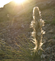 Asphodeline taurica