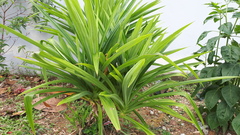 Pandanus dubius