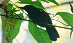 Thamnophilus bridgesi