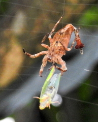Arachnura scorpionoides