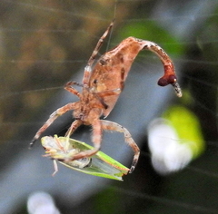 Arachnura scorpionoides
