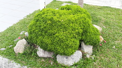 Melicope denhamii
