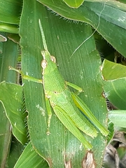 Tagasta marginella