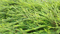 Phyllanthus myrtifolius