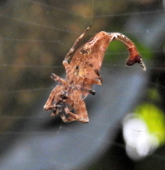 Arachnura scorpionoides