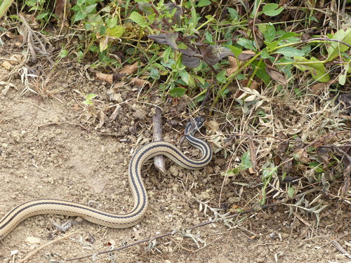 Photo of a Four-striped Snake (Dromicodryas quadrilineatus)