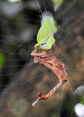 Arachnura scorpionoides
