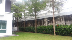 Terminalia molinetii