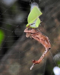 Arachnura scorpionoides