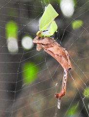 Arachnura scorpionoides