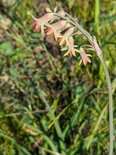 Tulbaghia capensis L.