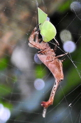 Arachnura scorpionoides
