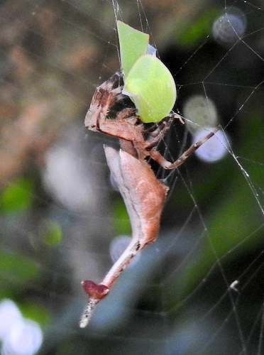 Scorpion-tail Spider