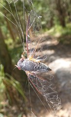 Birrima castanea